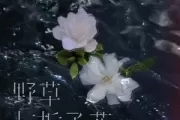 野草与栀子花吉他谱 林三七-野草与栀子花六线谱C调