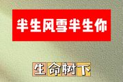半生风雪半生你简谱 生命树下《半生风雪半生你》简谱D调