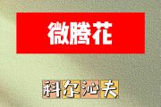 微腾花简谱 科尔沁夫《微腾花》简谱升F调
